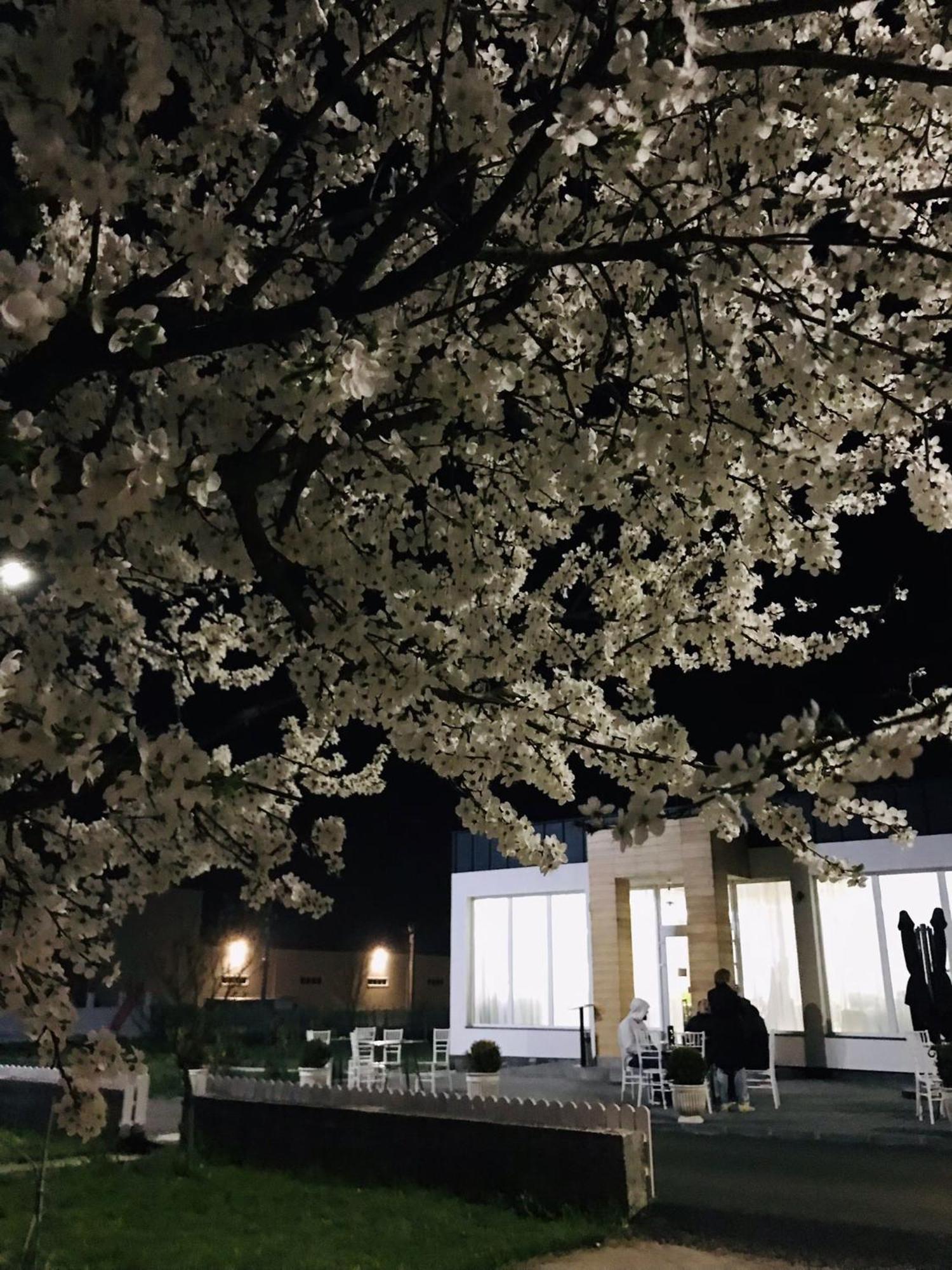 Green Garden Resort Cicirlau 외부 사진
